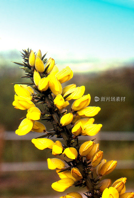 金雀花(Ulex europaeus)